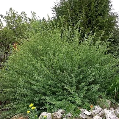 Ива НАНА  пурпурная  в Чите