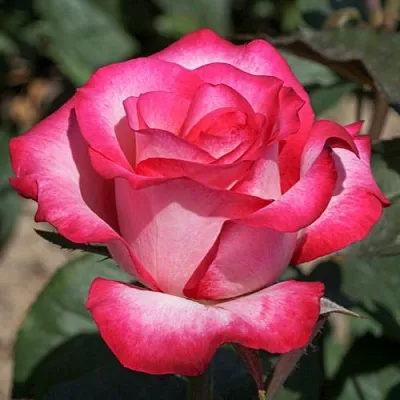 Саженцы роз ХАЙЛЕНДЕР чайно-гибридная в Чите