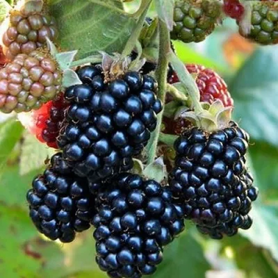 Ежевика ОУАЧИТА бесшипная — описание сорта Ежевика ОУАЧИТА бесшипная в Чите