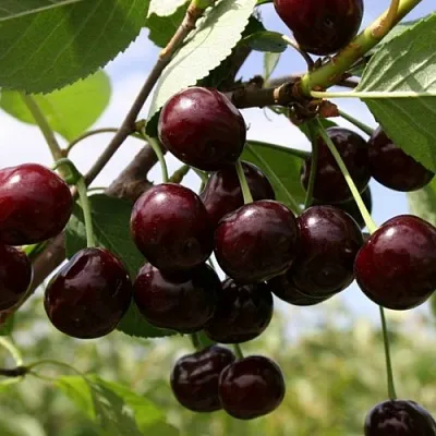 Вишня СВЕРДЛОВЧАНКА степная  Вишня СВЕРДЛОВЧАНКА степная в Чите