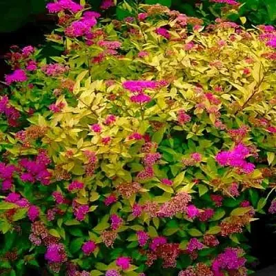 Спирея ГОЛДЕН ПРИНЦЕСС японская  Спирея ГОЛДЕН ПРИНЦЕСС японская в Чите