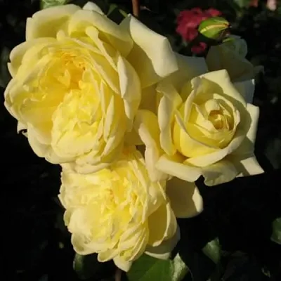 Саженцы роз КАЗИНО плетистая  Саженцы роз КАЗИНО плетистая в Чите