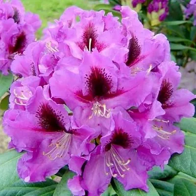 Рододендрон РАСПУТИН  Рододендрон РАСПУТИН в Чите