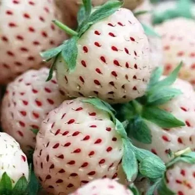 Клубника АНАНАСА ремонтантная в Чите