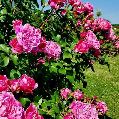 Саженцы роз ИНЕС САСТР плетистая  Саженцы роз ИНЕС САСТР плетистая в Чите