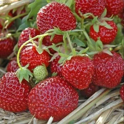 Клубника ЗЕНГА-ЗЕНГАНА в Чите