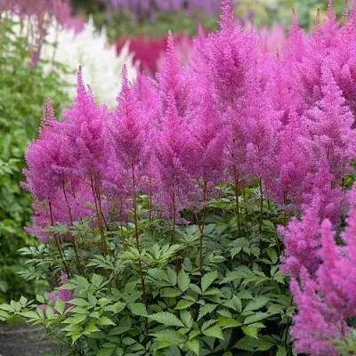 Астильба АМЕТИСТ Арендса  Астильба АМЕТИСТ Арендса в Чите