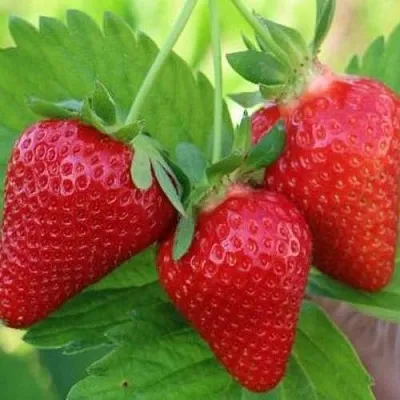 Клубника КЛОДИЯ  Клубника КЛОДИЯ в Чите