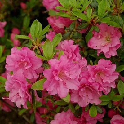 Азалия РОЗИНЕТТА японская в Чите