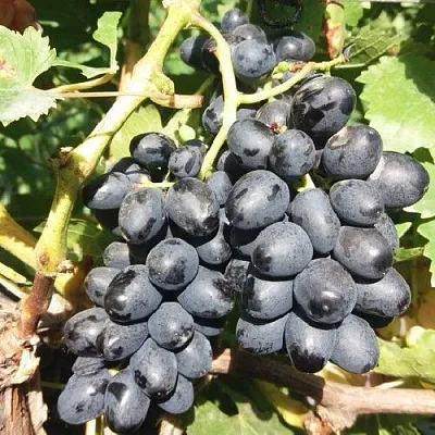 Виноград КИШМИШ АТТИКА в Чите