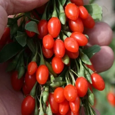 Годжи КОРЕАН БИГ — описание сорта Годжи КОРЕАН БИГ в Чите