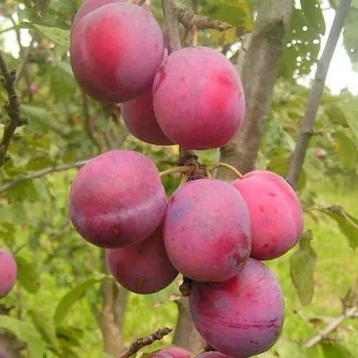 Слива ЭДИНБУРГСКАЯ  Слива ЭДИНБУРГСКАЯ в Чите