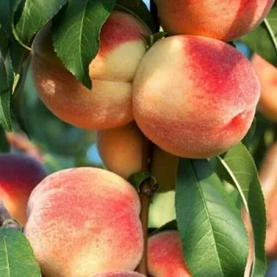 Персик ЛОЙКО 2  Персик ЛОЙКО 2 в Чите