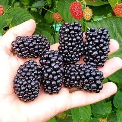 Ежевика ОУАЧИТА бесшипная — описание сорта Ежевика ОУАЧИТА бесшипная в Чите