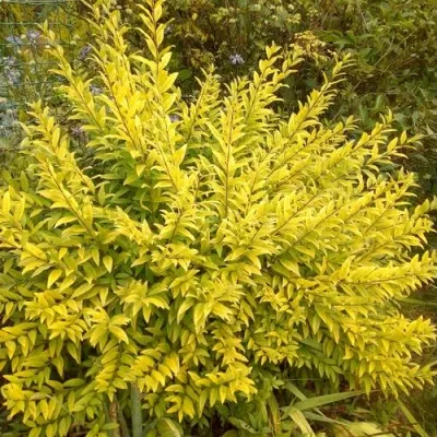 Бирючина АУРЕА обыкновенная — описание сорта Бирючина АУРЕА обыкновенная в Чите