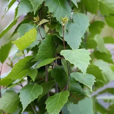 Береза ФАСТИГИАТА повислая   Береза ФАСТИГИАТА повислая  в Чите