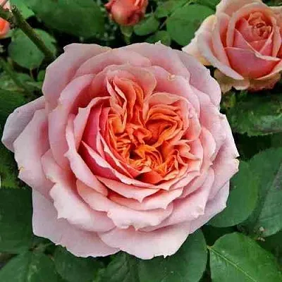 Саженцы роз ПОЛЬ БОКЮЗ шраб  Саженцы роз ПОЛЬ БОКЮЗ шраб в Чите