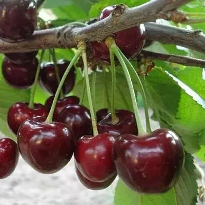 Черешня САММИТ  Черешня САММИТ в Чите