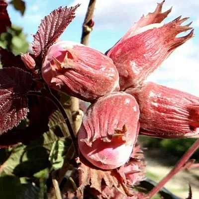 Фундук АЛЫЙ ПАРУС в Чите