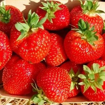 Клубника ЭЛЬСАНТА  Клубника ЭЛЬСАНТА в Чите