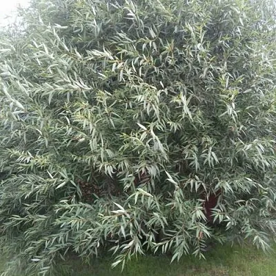 Ива СЕРЕБРИСТАЯ в Чите