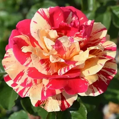 Саженцы роз ВАНИЛЛА ФРАЙЗ плетистая  Саженцы роз ВАНИЛЛА ФРАЙЗ плетистая в Чите