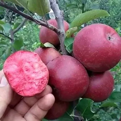 Яблоня РЕД КЕТТИ  Яблоня РЕД КЕТТИ в Чите