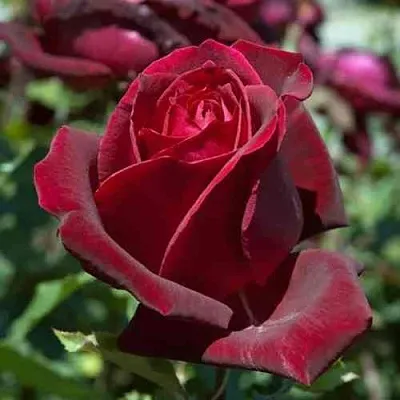 Саженцы роз ПАПА МЕЙЯН чайно-гибридная в Чите