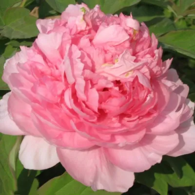 Пион ИМПЕРАТОРСКАЯ НАЛОЖНИЦА древовидный в Чите