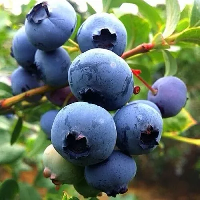 Голубика ДЮК  Голубика ДЮК в Чите