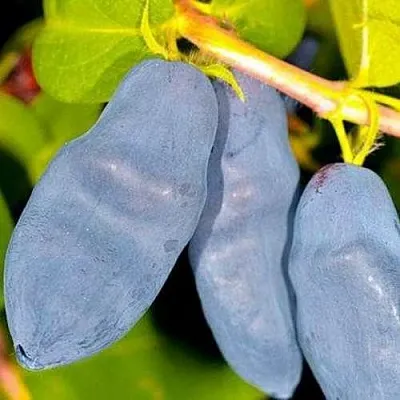 Жимолость съедобная ДЛИННОПЛОДНАЯ в Чите