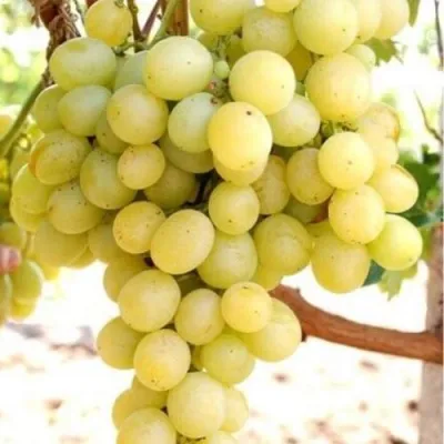 Виноград ТАЛИСМАН в Чите