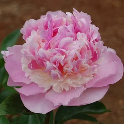 Пион ЭНДЖЕЛ ЧИКС травянистый  Пион ЭНДЖЕЛ ЧИКС травянистый в Чите