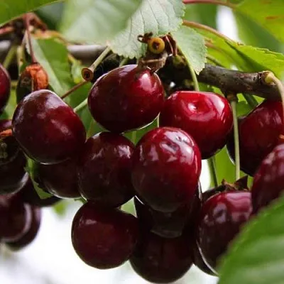 Вишня НОВОДВОРСКАЯ  Вишня НОВОДВОРСКАЯ в Чите