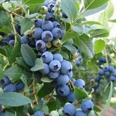 Голубика ЭЛЛИОТ  Голубика ЭЛЛИОТ в Чите