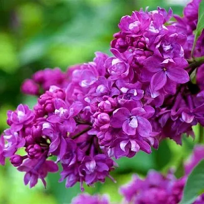 Сирень ОГНИ ДОНБАССА в Чите