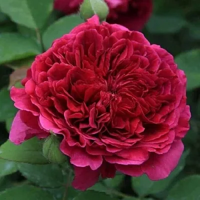 Саженцы роз ТЕСС ОФ ЗЕ ДЭРБЕРВИЛЛЬ английская в Чите