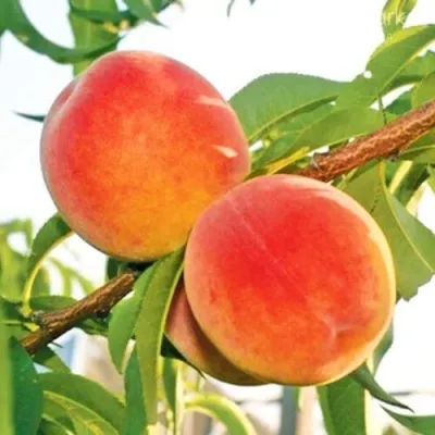 Персик ОНТАРИО — описание сорта Персик ОНТАРИО в Чите