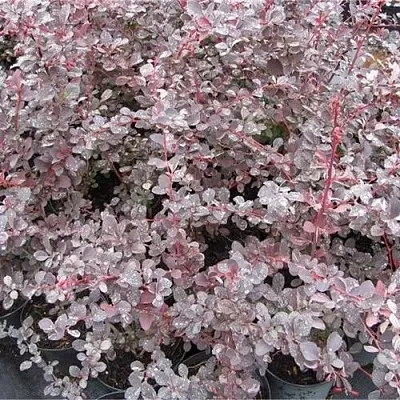 Барбарис СИЛЬВЕР МИЛЕС оттавский   Барбарис СИЛЬВЕР МИЛЕС оттавский  в Чите