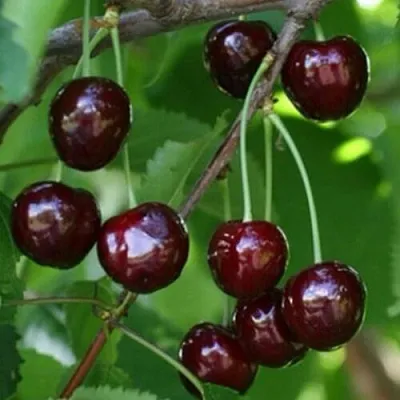 Черешня НАРОДНАЯ  Черешня НАРОДНАЯ в Чите