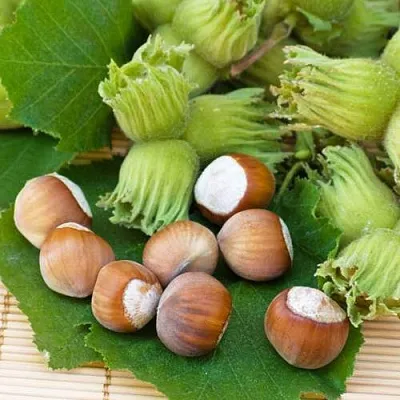 Фундук КРЕПКИЙ ОРЕШЕК в Чите