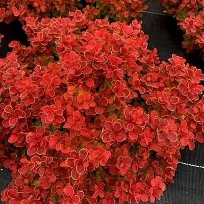 Барбарис РЕД ХОТ ЧИЛИ тунберга  Барбарис РЕД ХОТ ЧИЛИ тунберга в Чите