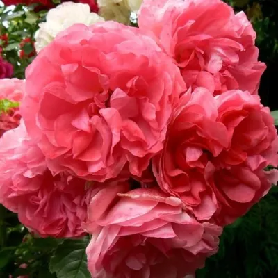 Саженцы роз РОЗЕУМ ЮТЕРСОН плетистая — описание сорта Саженцы роз РОЗЕУМ ЮТЕРСОН плетистая в Чите