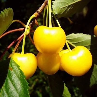 Черешня ЖУРБА  Черешня ЖУРБА в Чите