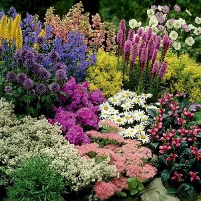 Травы в Чите