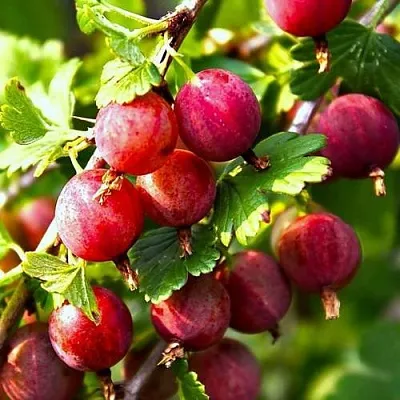 Крыжовник САДКО  Крыжовник САДКО в Чите