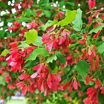 Клен татарский в Чите