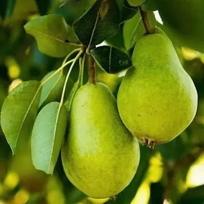 Груша СЕВЕРЯНКА колонновидная  Груша СЕВЕРЯНКА колонновидная в Чите
