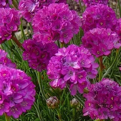 Армерия МОНИНГ СТАР ДИП РОУЗ  Армерия МОНИНГ СТАР ДИП РОУЗ в Чите