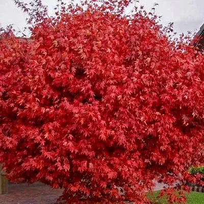 Клен гиннала  в Чите